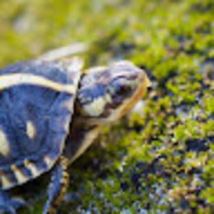 Meet your Posher, Penny